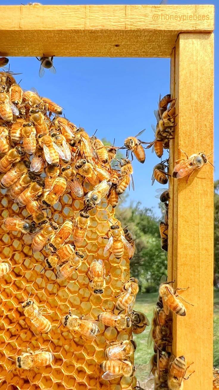 نحوه تشکیل کندو عسل: شاهکار هماهنگی طبیعت